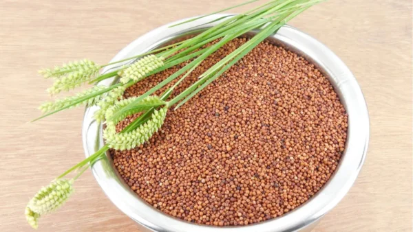 Finger Millet (Ragi) – Premium Quality Whole Grains - Image 2