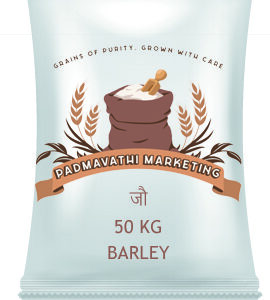 Barley – Premium Quality Whole Grains 🌾