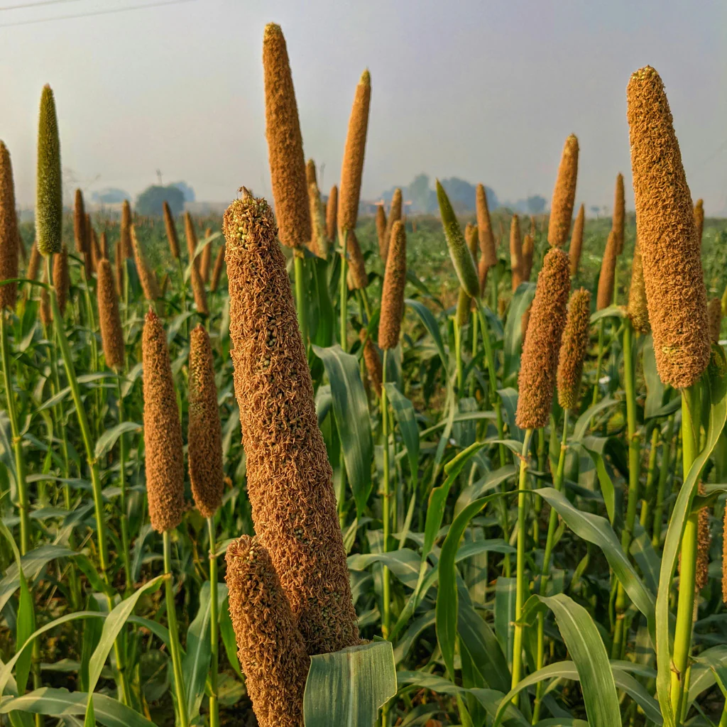 Millets